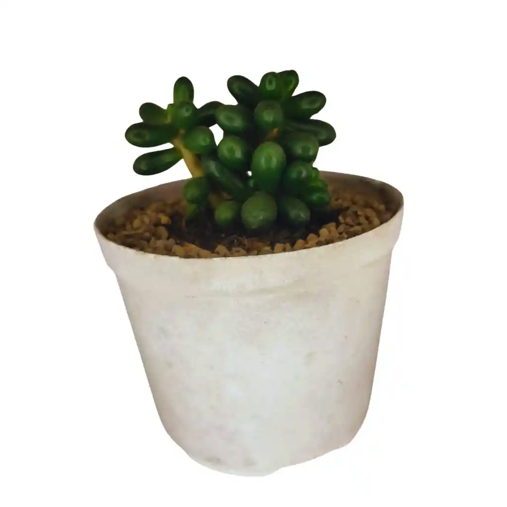 Suculenta Sedum Rubrotinctum Maceta N8
