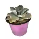 Suculenta Echeveria Runyonii