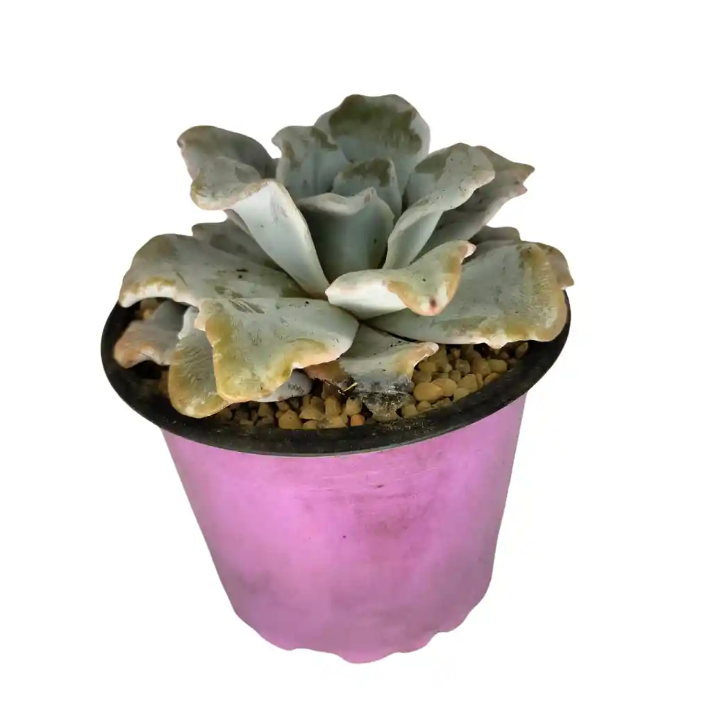 Suculenta Echeveria Runyonii