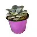 Suculenta Echeveria Runyonii