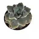 Suculenta Echeveria Runyonii