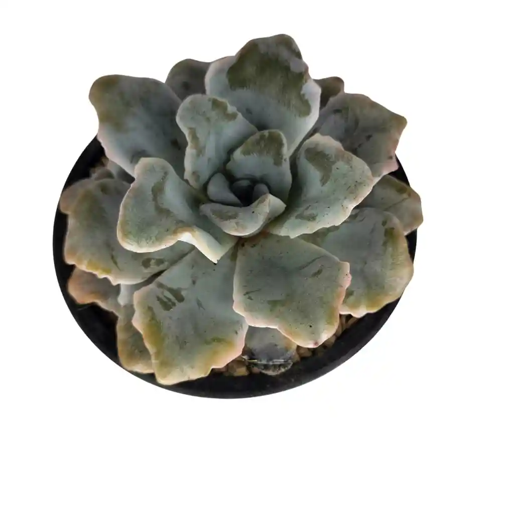 Suculenta Echeveria Runyonii