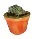 Suculenta Pachyphytum Compactum Cristata