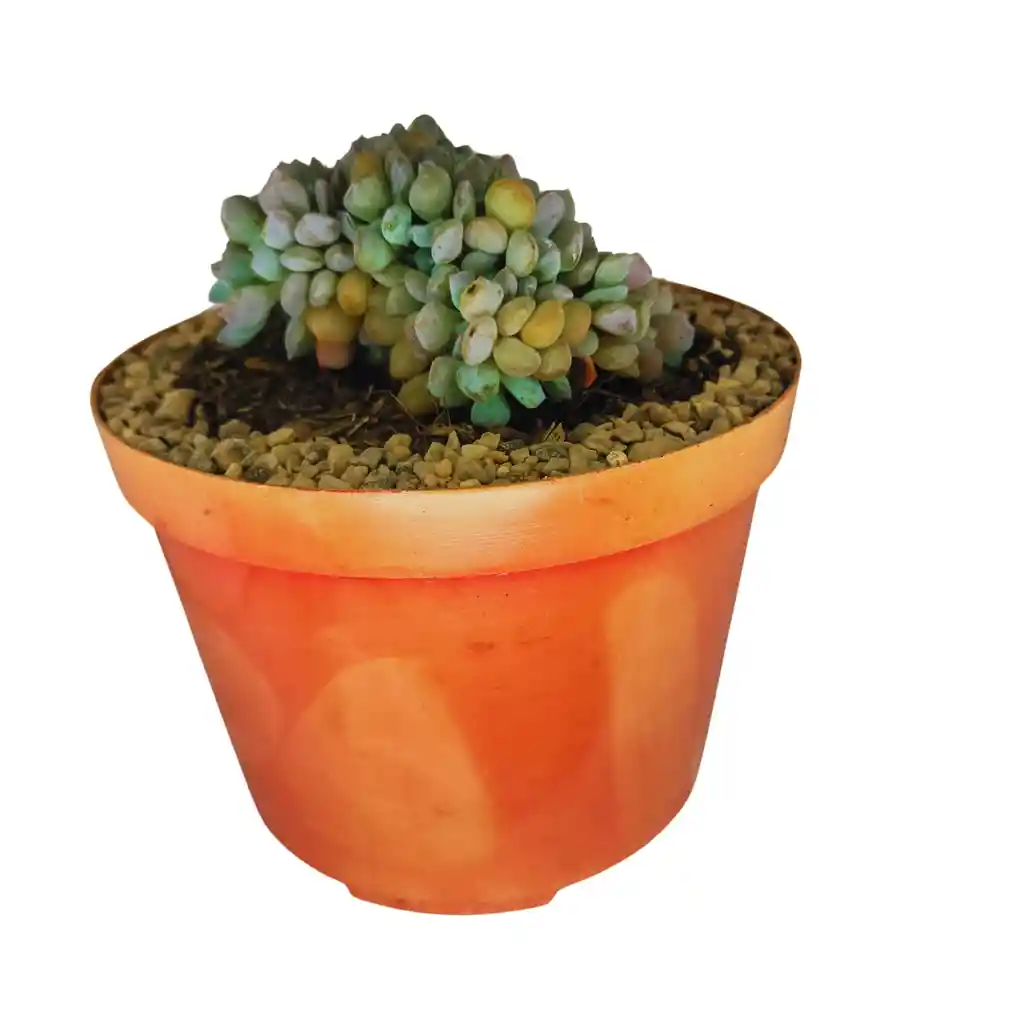 Suculenta Pachyphytum Compactum Cristata