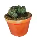 Suculenta Pachyphytum Compactum Cristata