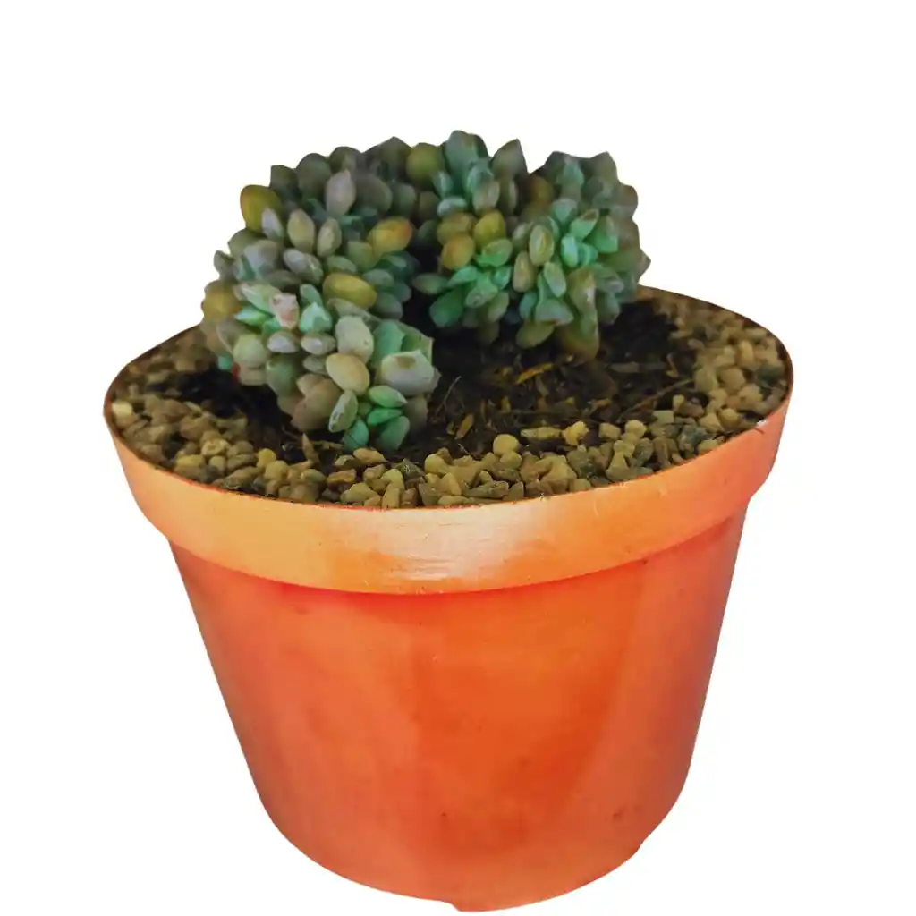 Suculenta Pachyphytum Compactum Cristata