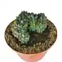 Suculenta Pachyphytum Compactum Cristata
