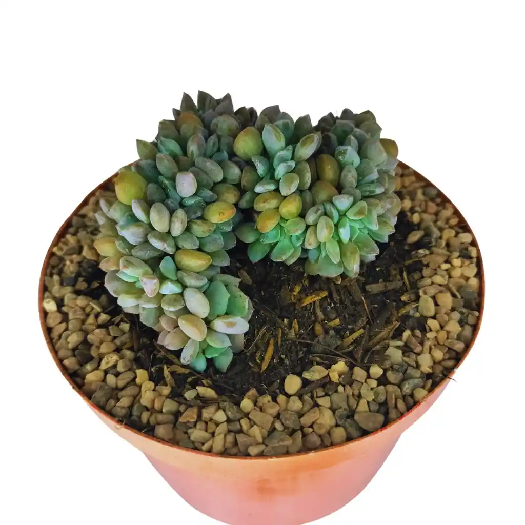 Suculenta Pachyphytum Compactum Cristata