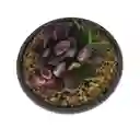 Suculenta Rosa De Arena