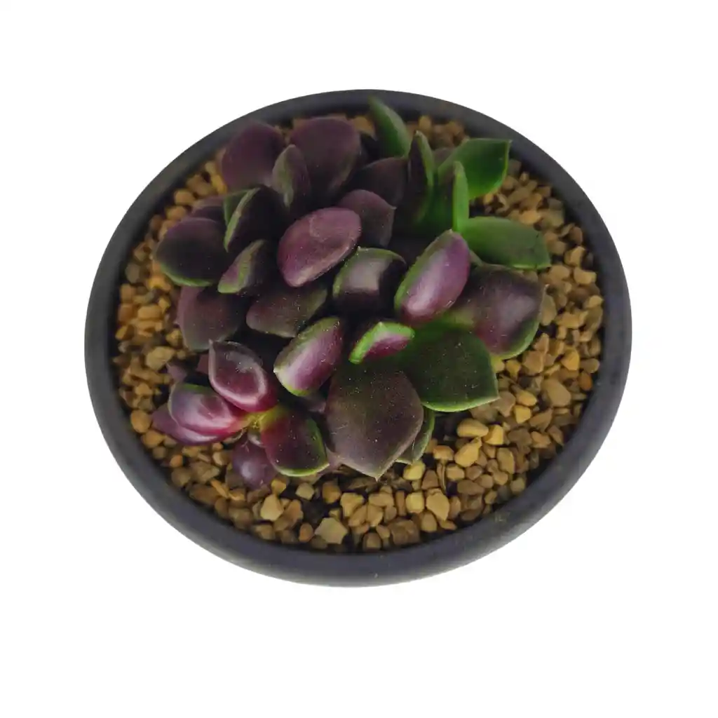 Suculenta Rosa De Arena