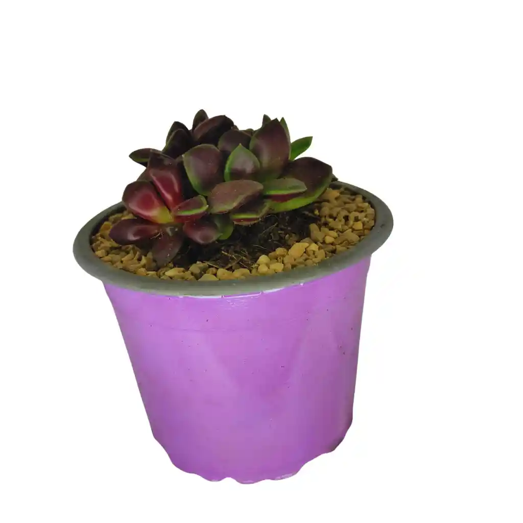 Suculenta Rosa De Arena