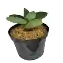 Suculenta Gasteria Nitida Var. Armstrongii