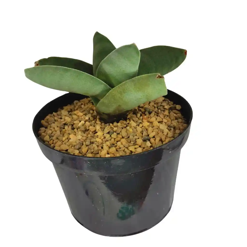 Suculenta Gasteria Nitida Var. Armstrongii