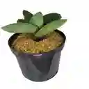 Suculenta Gasteria Nitida Var. Armstrongii