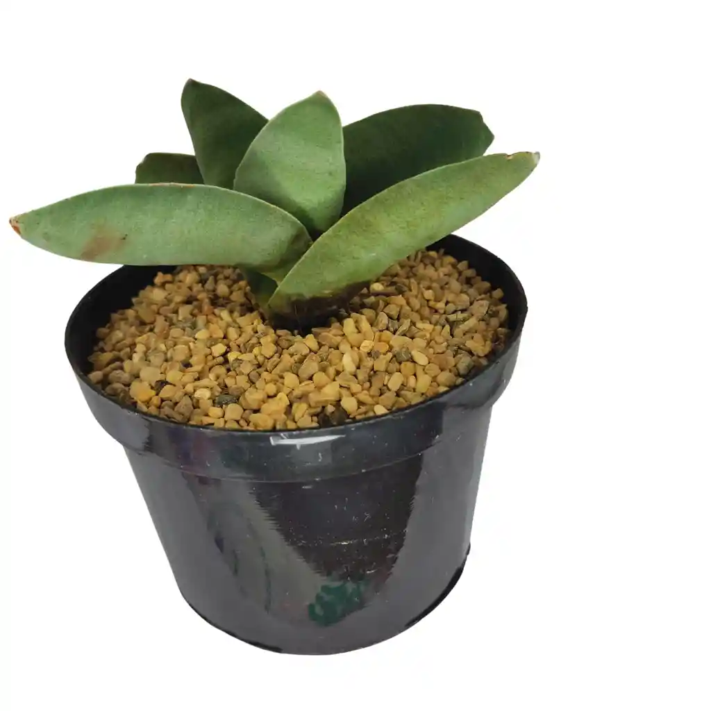 Suculenta Gasteria Nitida Var. Armstrongii