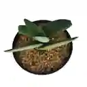 Suculenta Gasteria Nitida Var. Armstrongii