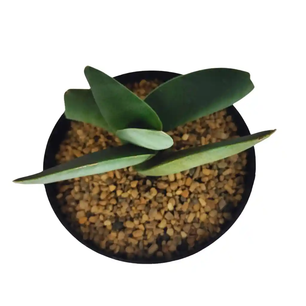 Suculenta Gasteria Nitida Var. Armstrongii