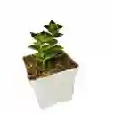 Suculenta Crassula Perforata Variegada