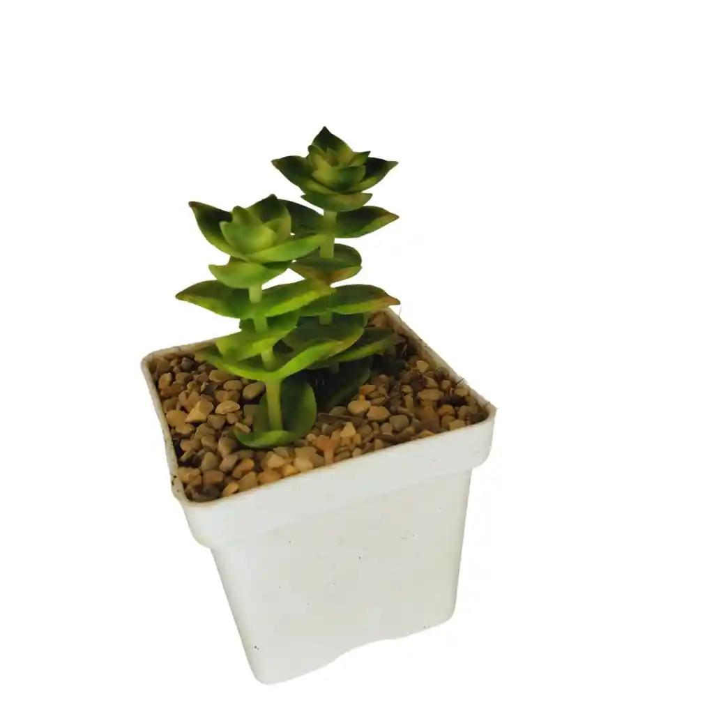 Suculenta Crassula Perforata Variegada