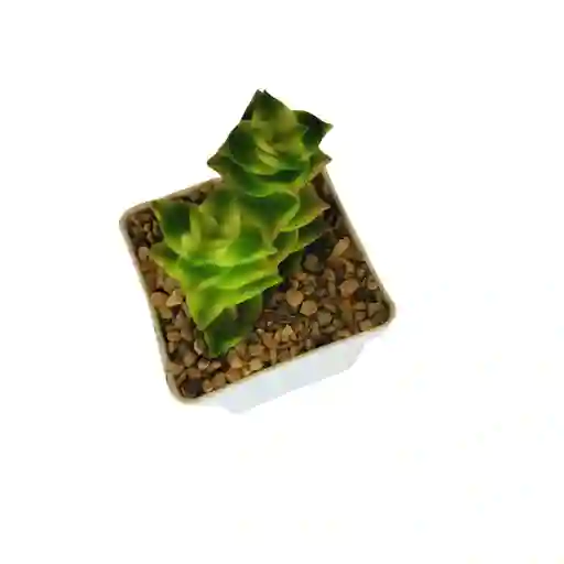 Suculenta Crassula Perforata Variegada