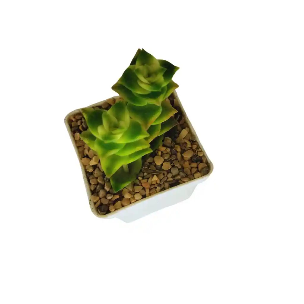 Suculenta Crassula Perforata Variegada