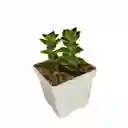 Suculenta Crassula Perforata Variegada