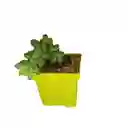 Suculenta Sedum Morganianum