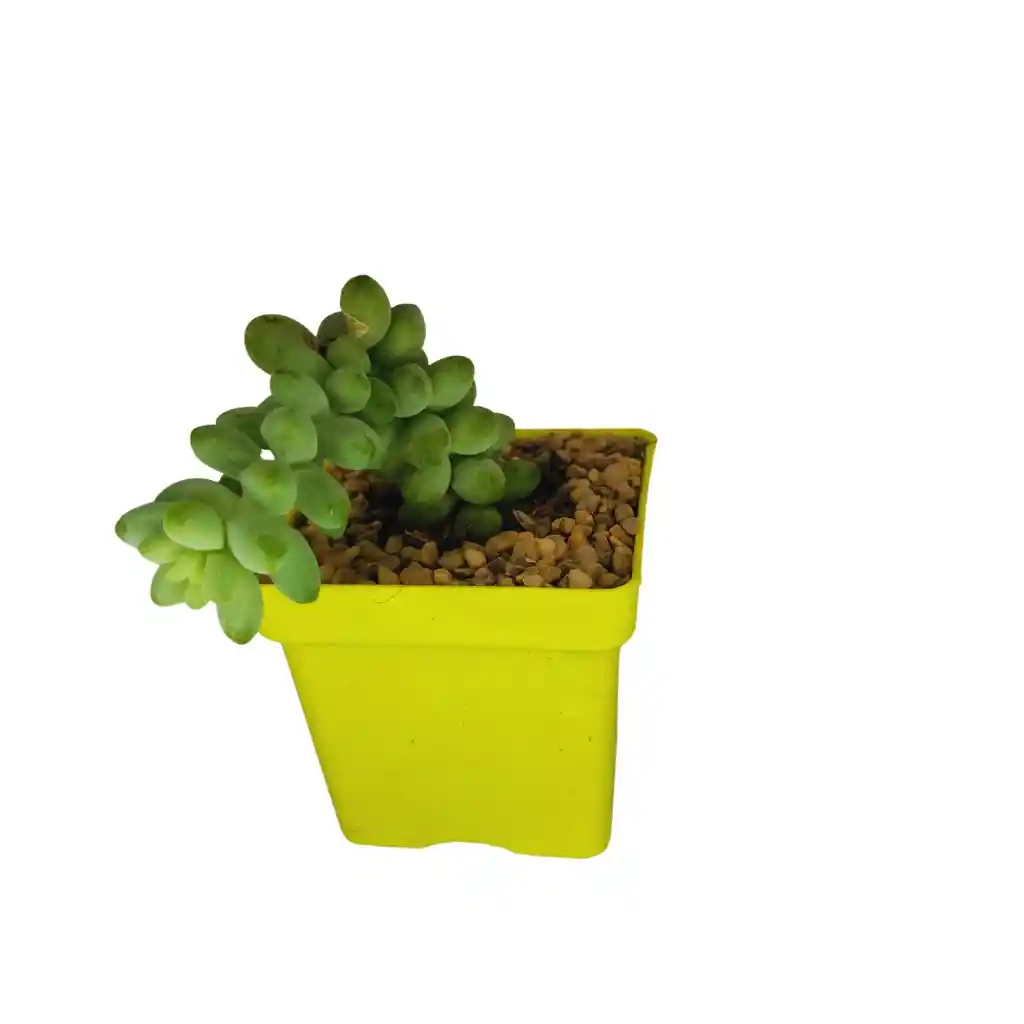 Suculenta Sedum Morganianum