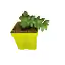 Suculenta Sedum Morganianum