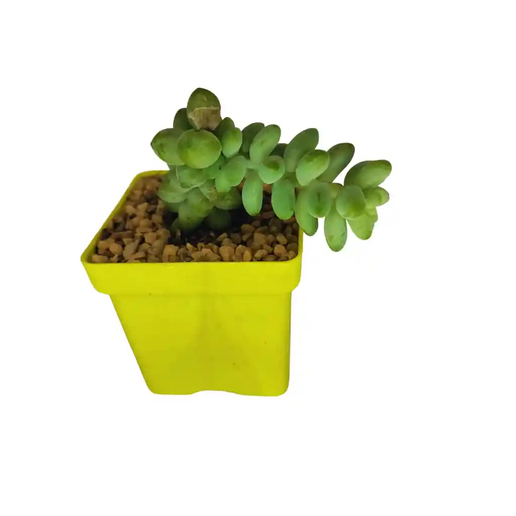 Suculenta Sedum Morganianum