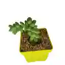 Suculenta Sedum Morganianum