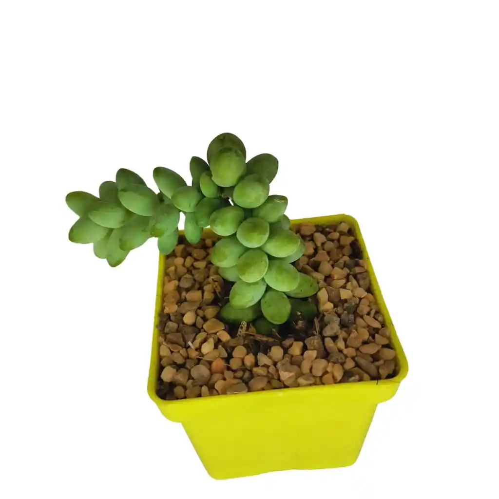 Suculenta Sedum Morganianum