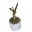 Cactus Bebe Opuntia Monacantha Variegata
