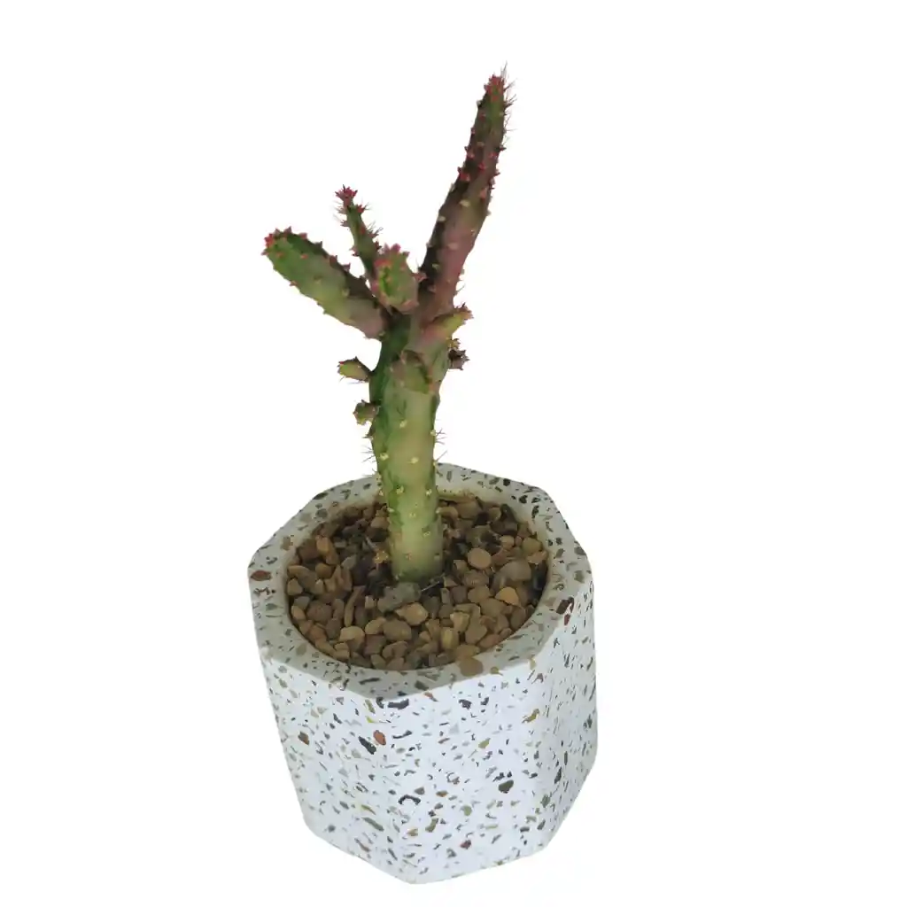 Cactus Bebe Opuntia Monacantha Variegata