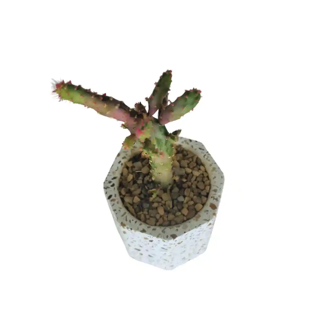 Cactus Bebe Opuntia Monacantha Variegata