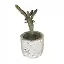 Cactus Bebe Opuntia Monacantha Variegata