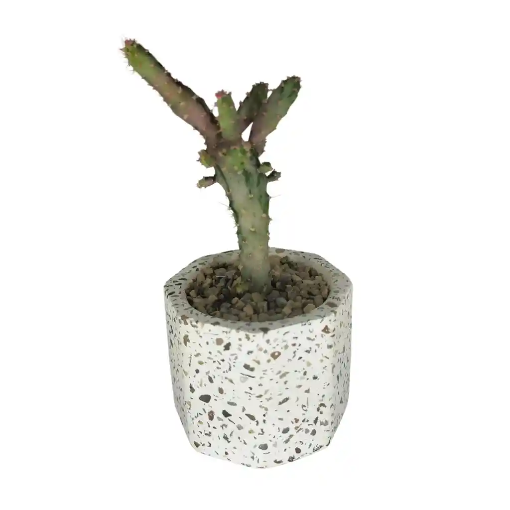 Cactus Bebe Opuntia Monacantha Variegata