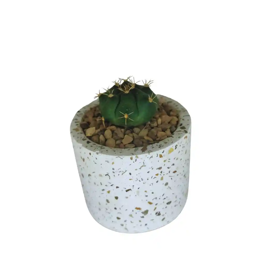 Cactus Bebe Gymnocalycium Horstii