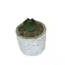 Cactus Bebe Gymnocalycium Horstii