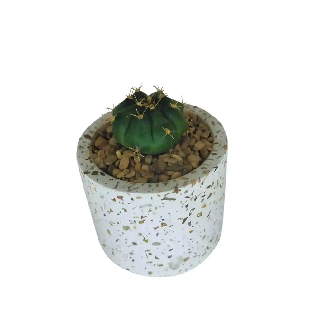 Cactus Bebe Gymnocalycium Horstii