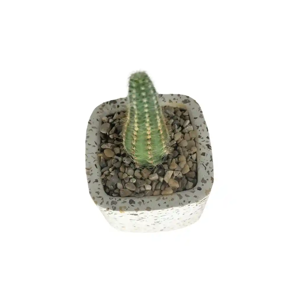 Cactus Bebe Chamaecereus Silvestrii