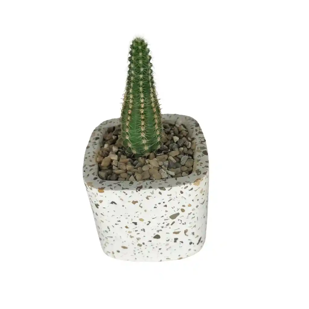 Cactus Bebe Chamaecereus Silvestrii