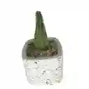 Cactus Bebe Chamaecereus Silvestrii