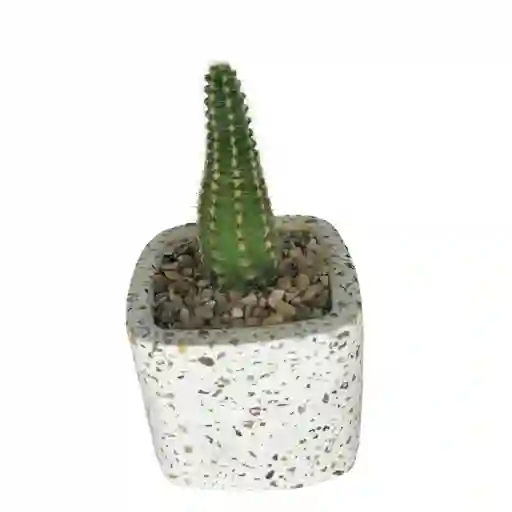 Cactus Bebe Chamaecereus Silvestrii