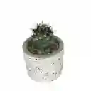 Cactus Bebe Mammillaria Voburnensis Voburnensis