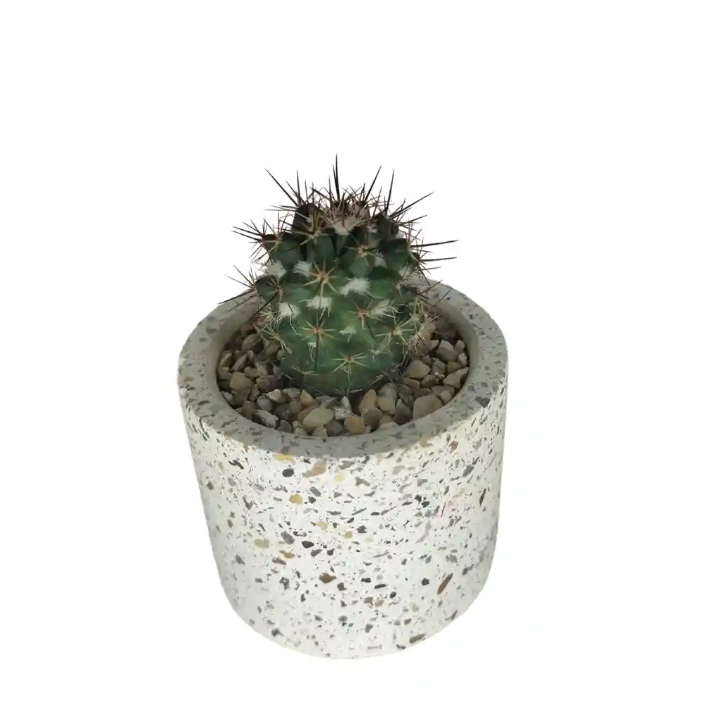 Cactus Bebe Mammillaria Voburnensis Voburnensis