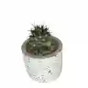 Cactus Bebe Mammillaria Voburnensis Voburnensis