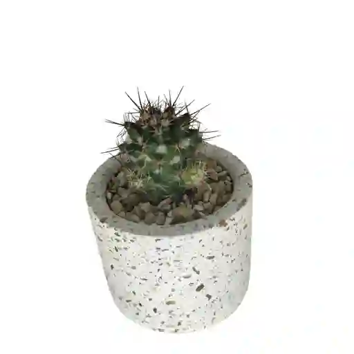 Cactus Bebe Mammillaria Voburnensis Voburnensis