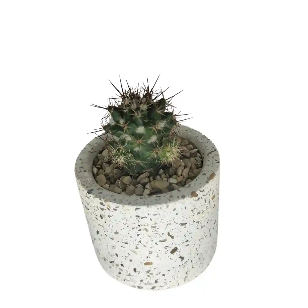 Cactus Bebe Mammillaria Voburnensis Voburnensis