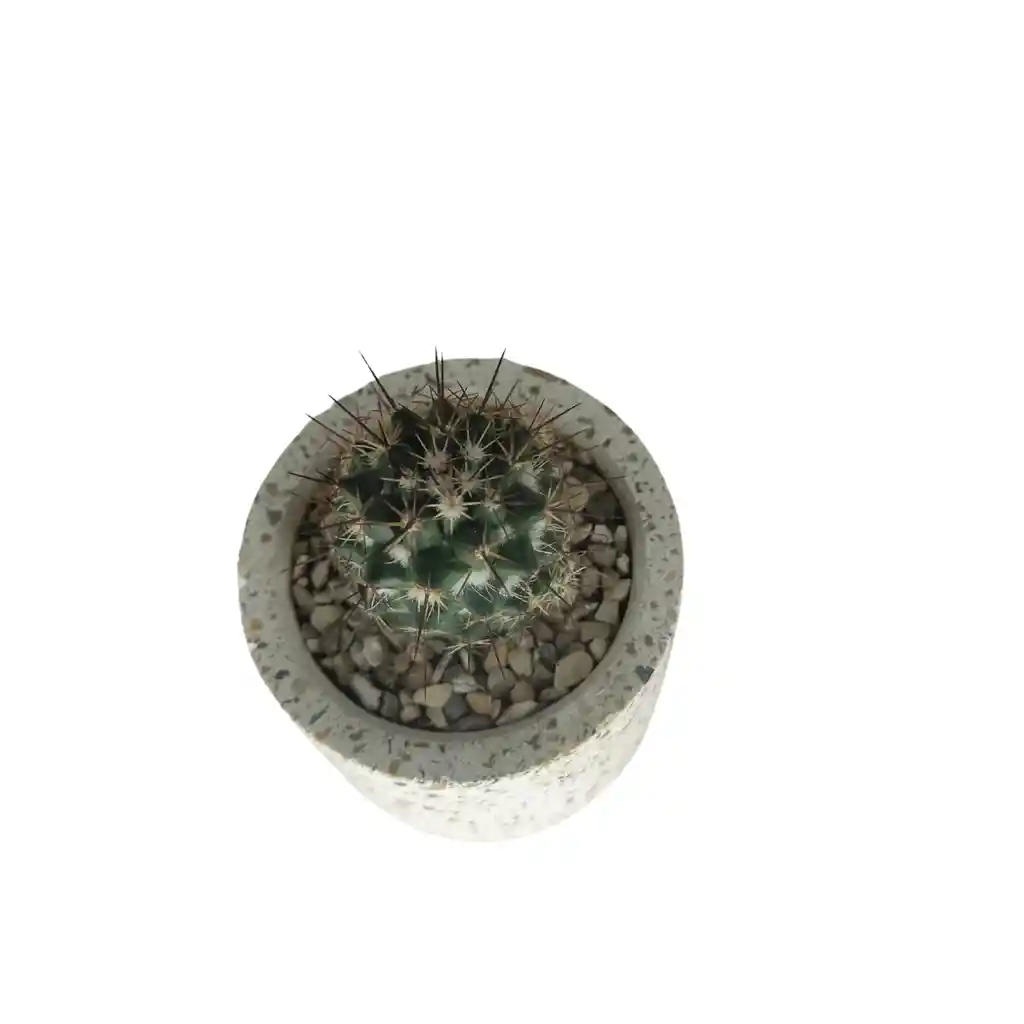 Cactus Bebe Mammillaria Voburnensis Voburnensis